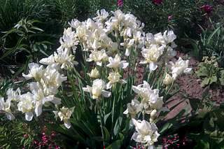 1920 X 1280 301.5 Kb 1728 X 2592 913.1 Kb 1728 X 2592 516.2 Kb 1280 X 960 579.9 Kb 1280 X 960 567.8 Kb ������ ������� ����������� ������, ��������