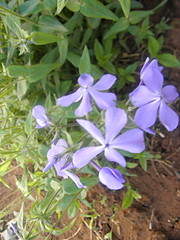 960 X 1280 572.7 Kb 1728 X 2592 907.4 Kb 1920 X 1280 472.5 Kb ������ ������� ����������� ������, ��������