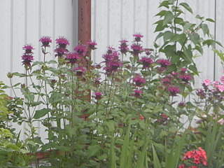 1280 X 960 542.3 Kb 1280 X 960 538.9 Kb 960 X 1280 572.7 Kb 1728 X 2592 907.4 Kb 1920 X 1280 472.5 Kb ������ ������� ����������� ������, ��������