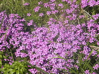 1280 X 960 573.4 Kb 1920 X 1440 201.9 Kb 1280 X 960 572.8 Kb 1280 X 960 525.5 Kb ������ ������� ����������� ������, ��������