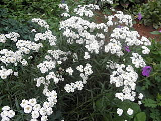 1280 X 960 557.5 Kb 1280 X 960 573.4 Kb 1920 X 1440 201.9 Kb 1280 X 960 572.8 Kb 1280 X 960 525.5 Kb ������ ������� ����������� ������, ��������