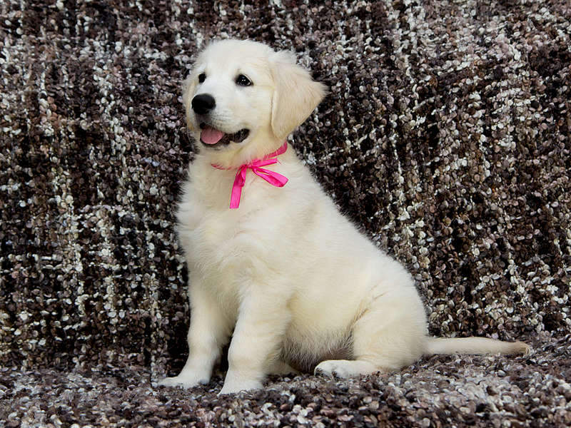 1920 X 1440 466.6 Kb 1920 X 1280 334.8 Kb   !  !