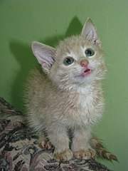 768 X 1024 134.5 Kb 768 X 1024 142.3 Kb .......,   