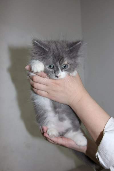 1366 X 2048 233.1 Kb ,  :   