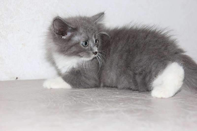 1920 X 1280 118.4 Kb 1366 X 2048 233.1 Kb ,  :   