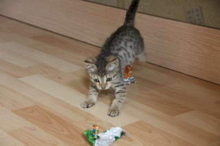 1920 X 1280 142.8 Kb   1, 5   