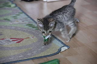 1920 X 1280 163.3 Kb 1920 X 1280 142.8 Kb   1, 5   