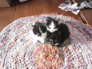 1600 X 1200 523.3 Kb 3 