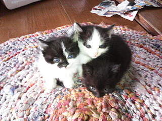 1600 X 1200 418.3 Kb 1600 X 1200 506.9 Kb 1600 X 1200 523.3 Kb 3 