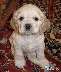 402 X 480 55.5 Kb   -