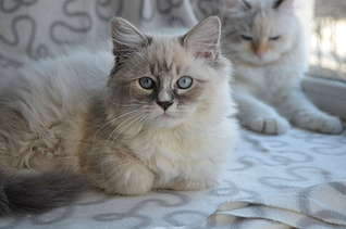1920 X 1271 174.1 Kb 1920 X 1276 232.2 Kb 733 X 1024 140.3 Kb Питомник невских маскарадных кошек 'Страна Сибирия'. СКАЗОЧНЫЕ КОТЯТА ДЛЯ ВАС
