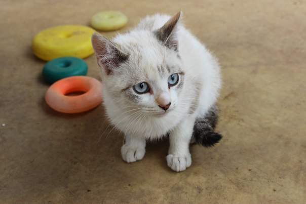 604 x 403 604 x 403  -   .