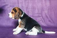 1199 X 800 172.9 Kb 1199 X 800 124.2 Kb 1199 X 800  94.6 Kb  