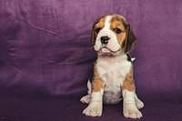 1199 X 800 118.1 Kb 1199 X 800 172.9 Kb 1199 X 800 124.2 Kb 1199 X 800  94.6 Kb  