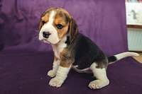 1199 X 800  96.6 Kb 1199 X 800 118.1 Kb 1199 X 800 172.9 Kb 1199 X 800 124.2 Kb 1199 X 800  94.6 Kb  