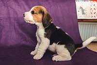 1199 X 800 133.1 Kb 1199 X 800 162.8 Kb 1199 X 800 120.9 Kb  