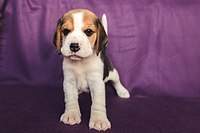 1199 X 800  98.6 Kb 1199 X 800 133.1 Kb 1199 X 800 162.8 Kb 1199 X 800 120.9 Kb  