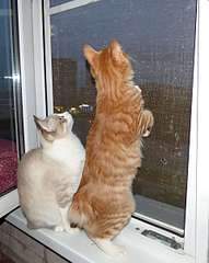 1920 X 2412 391.6 Kb курильский бобтейл