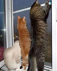 1920 X 2387 380.6 Kb 1920 X 2278 419.8 Kb 1920 X 2412 391.6 Kb курильский бобтейл