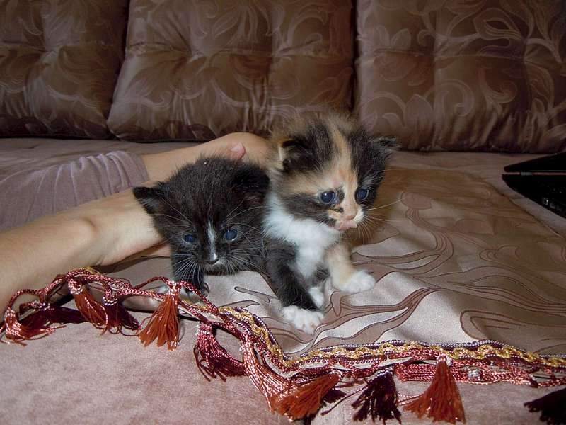 1920 X 1440 237.6 Kb 1920 X 1440 197.4 Kb 1920 X 1440 154.1 Kb     