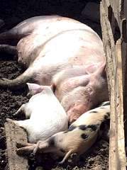 1071 X 1434 929.5 Kb  