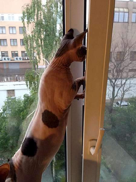 1080 X 1440 116.9 Kb Канады! Канады! Канады! - за 7 000руб!