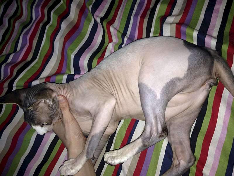 1920 X 1440 207.5 Kb  !   7 000 .