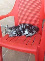 1920 X 2560 405.7 Kb курильский бобтейл