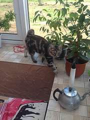 1920 X 2560 449.9 Kb 1920 X 2560 405.7 Kb курильский бобтейл