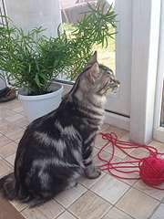 1920 X 2560 431.7 Kb 1920 X 2560 449.9 Kb 1920 X 2560 405.7 Kb курильский бобтейл