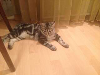 1920 X 1440 163.7 Kb 1920 X 2560 292.1 Kb 1920 X 2560 431.7 Kb 1920 X 2560 449.9 Kb 1920 X 2560 405.7 Kb курильский бобтейл