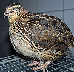 1000 X 979 371.6 Kb 1024 X 683 245.7 Kb 640 X 427 54.9 Kb 320 X 480 53.4 Kb    