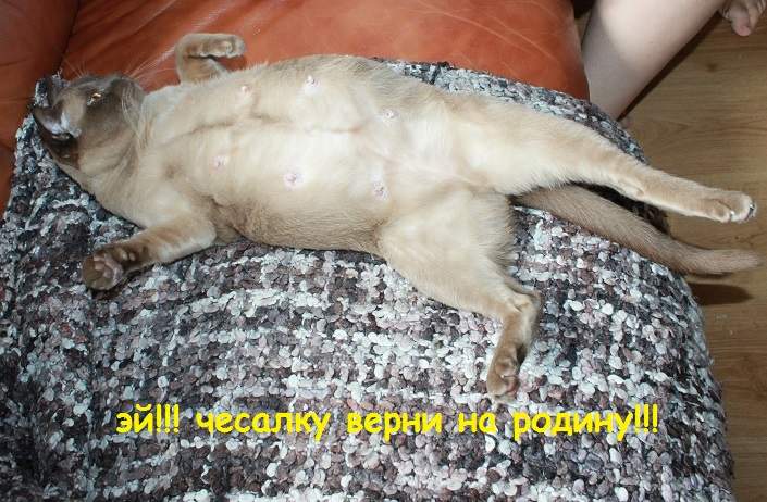 705 x 462 719 x 387 741 x 406 БУРМЫ- шелковые пантеры. Питомник бурманских кошек 'NATIZE'. Бурмики ждут Вас !