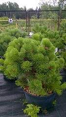 918 X 1632 687.9 Kb 918 X 1632 754.4 Kb 918 X 1632 758.9 Kb 918 X 1632 718.6 Kb   