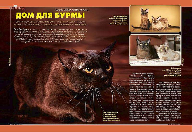960 X 658 101.1 Kb 699 X 960 97.1 Kb 699 X 960 64.2 Kb БУРМЫ- шелковые пантеры. Питомник бурманских кошек 'NATIZE'. Бурмики ждут Вас !