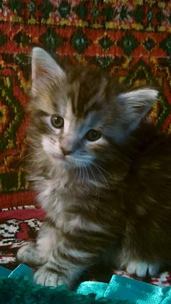 1440 X 2560 656.9 Kb МЕЙН-КУНЫ - мои гордые, нежные и ласковые коши. У Офелии родились серебряные котята.