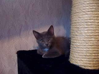 1920 X 1440 174.0 Kb помогите определить причастность к породе!