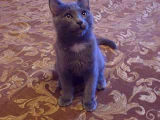 1920 X 1440 232.1 Kb 1920 X 1440 242.3 Kb 1920 X 1440 174.0 Kb помогите определить причастность к породе!