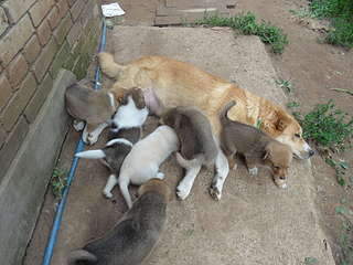 1920 X 1440 296.9 Kb    , 8     , 