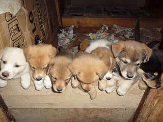 1920 X 1440 270.2 Kb 1920 X 1440 296.9 Kb    , 8     , 