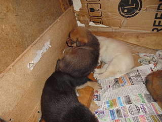 1920 X 1440 338.0 Kb 1920 X 1440 319.1 Kb 1920 X 1440 217.9 Kb    , 8     , 