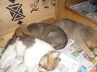 1920 X 1440 319.1 Kb 1920 X 1440 217.9 Kb    , 8     , 