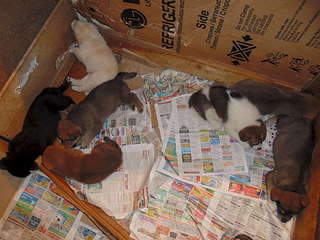 1920 X 1440 308.7 Kb 1920 X 1440 338.0 Kb 1920 X 1440 319.1 Kb 1920 X 1440 217.9 Kb    , 8     , 