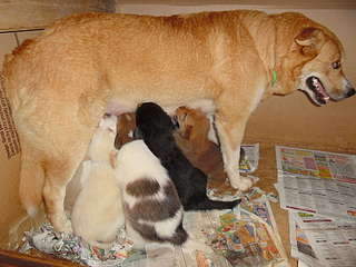 1920 X 1440 307.7 Kb    , 8     , 