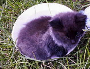 1920 X 1457 365.3 Kb      1  2 