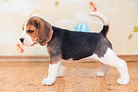 1199 X 800 191.3 Kb 1199 X 800 123.2 Kb 1199 X 800 161.1 Kb  