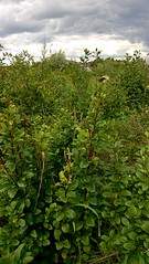 918 X 1632 530.5 Kb 918 X 1632 552.0 Kb  