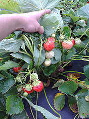 1536 X 2048 771.2 Kb 1536 X 2048 802.1 Kb 2048 X 1536 749.0 Kb   .   . .  