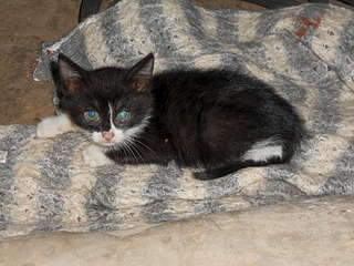 1920 X 1440 318.3 Kb 807 X 605 270.7 Kb    