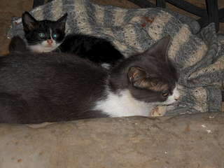 1920 X 1440 223.8 Kb 1920 X 1440 129.9 Kb 1920 X 1440 318.3 Kb 807 X 605 270.7 Kb    